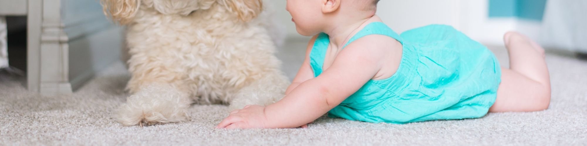 Baby and dog playing on light beige carpet flooring.
